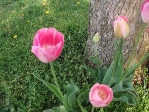 Pink Tulips