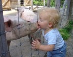 never kiss a pig