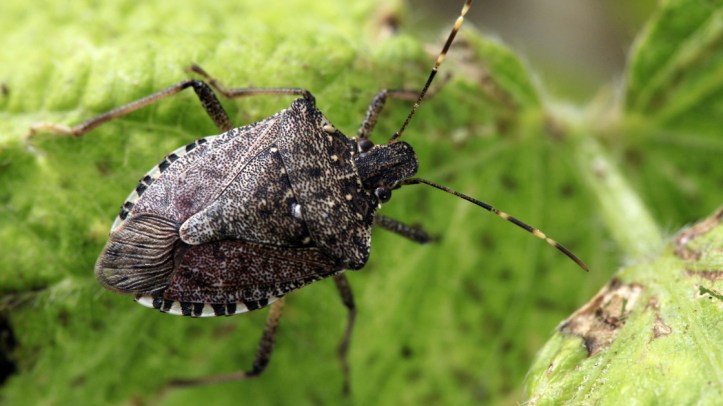 stinkbug