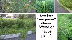 rain garden dilemma