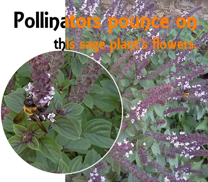 pollinators