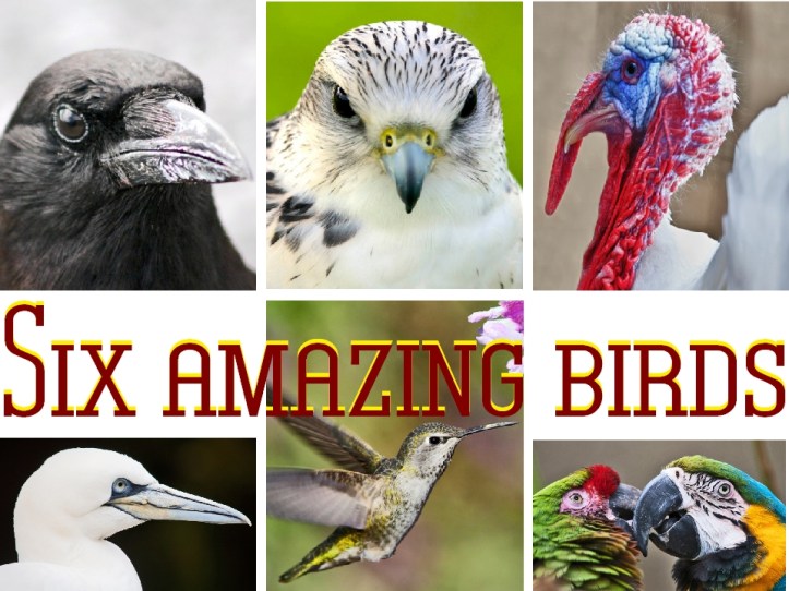 six amazing birds