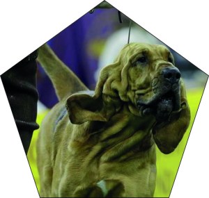bloodhound