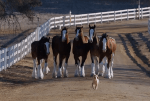 bud commercial