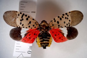 lanternfly