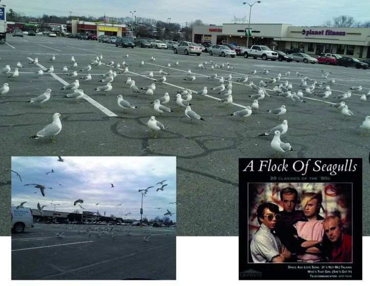 flock of seagulls