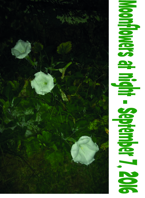 moonflowers