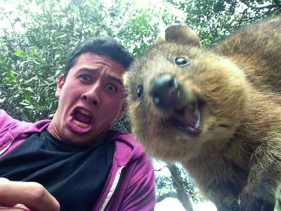 quokka