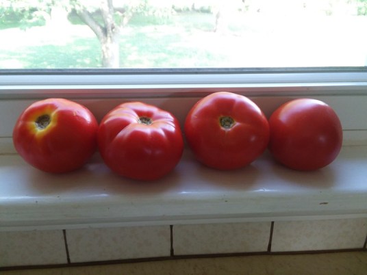 tomatoes
