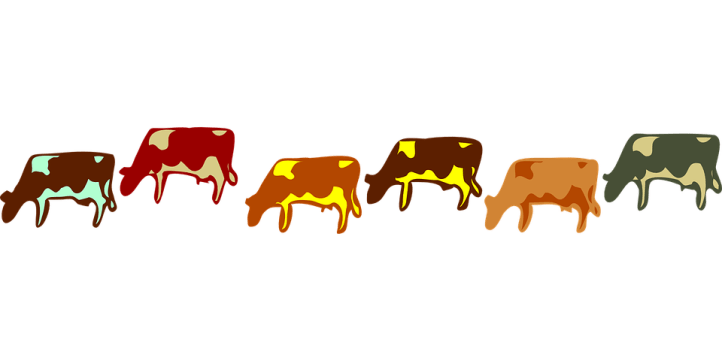 cows