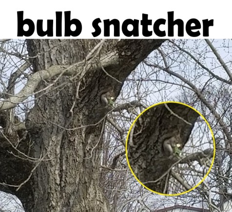 bulb snatcher