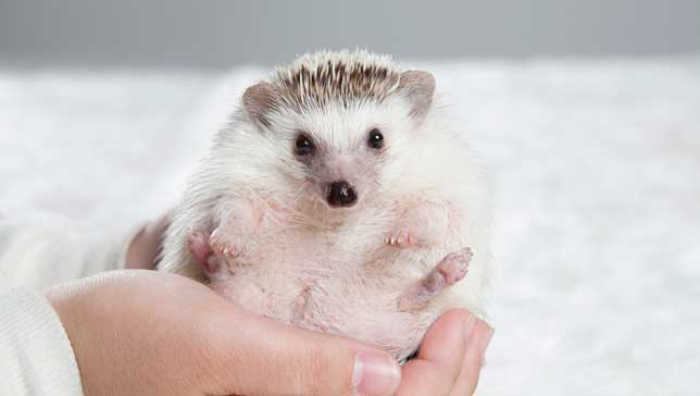 hedgehog