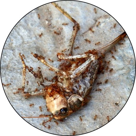 ant grasshopper
