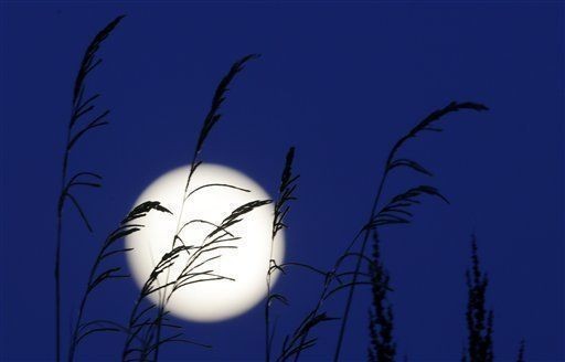 harvest moon