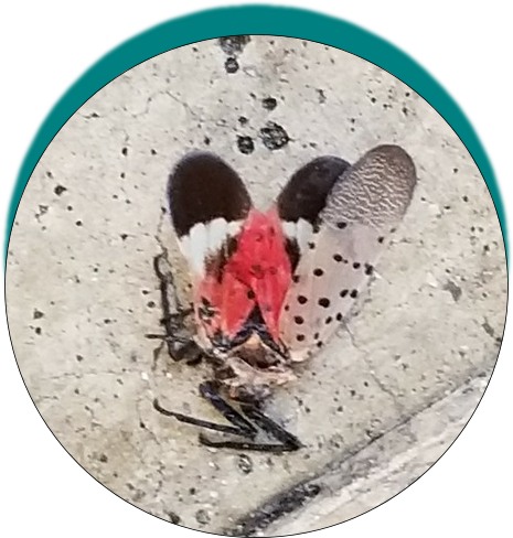 lanternfly 2