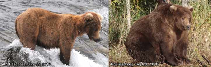 fat bears