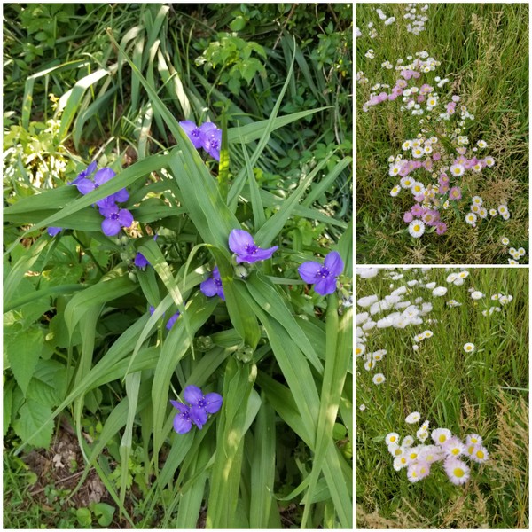 wildflowers