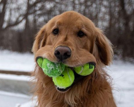 6 tennis balls