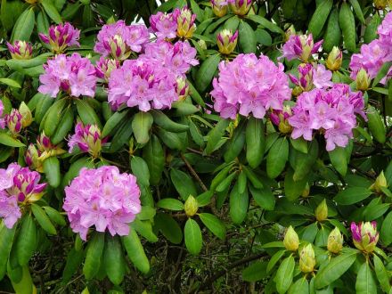 rhodo