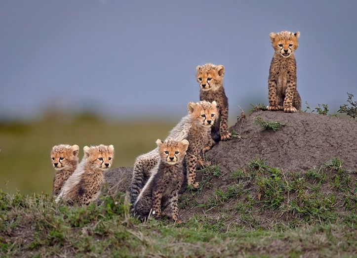 cheetah babies